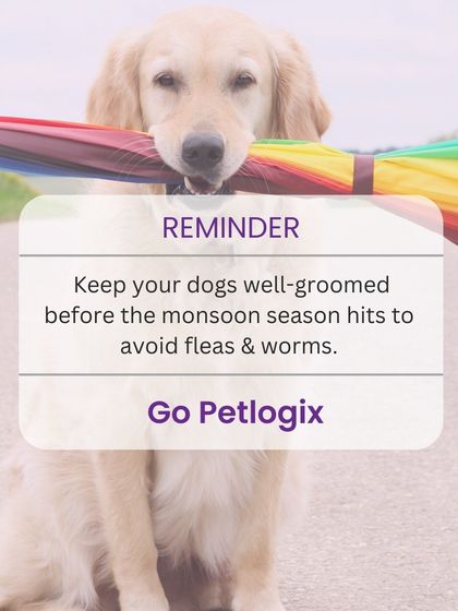 A friendly reminder to keep your dogs well-groomed before the monsoon season to avoid fleas and worms. We are here to help.