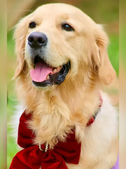 This is the look of pure party happiness. A beautiful Golden Retriever, dressed in a festive red bow, enjoys a pupper party at our resort. We love capturing these picture-perfect moments during our events.