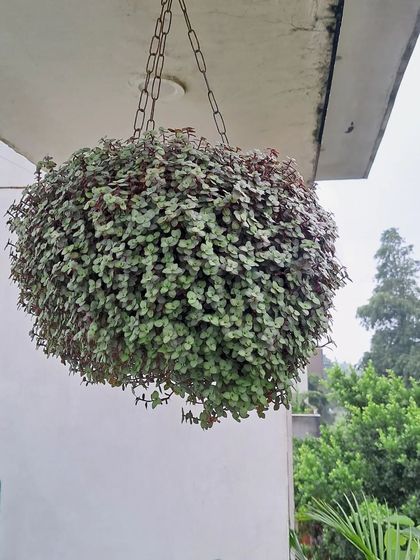 Bhardwaj - Urban Gardening Consultation Bringing Greenery Indoors photo 4