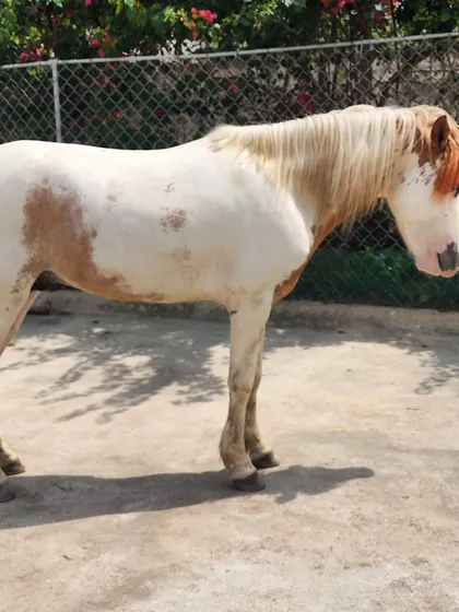 Meet our newest pony. This beautiful paint horse is a favorite among the kids, with a gentle temperament perfect for young, aspiring equestrians.