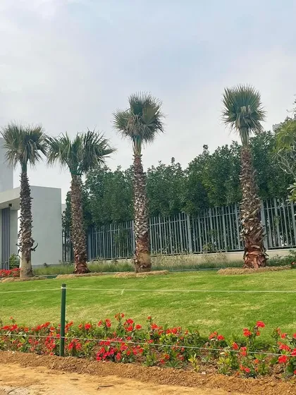 Landscaping for a modern property in Faridabad. I installed a pristine lawn bordered by red flowering plants and planted a row of mature Washingtonia palm trees to complement the building's contemporary architecture.