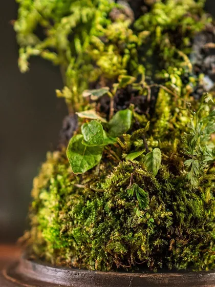 A macro view of the mossy peak inside the "Life On A Mountain" terrarium. This is the kind of detail that makes each piece a unique slice of nature.