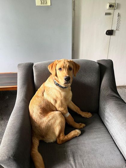 PL Paws - Animal Rescue & Rehabilitation Ready for a Home: Meet Our Adoptable Dogs photo 18