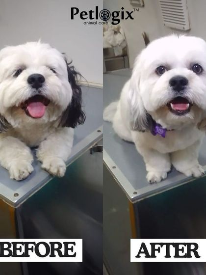 A Wednesday wonder. This dog's fresh cut and happy face are the perfect mid-week pick-me-up.