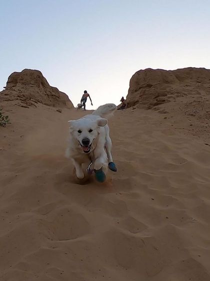 Deepthi - Dog Travel & Adventure Coaching Mountain & Trail Expeditions photo 28