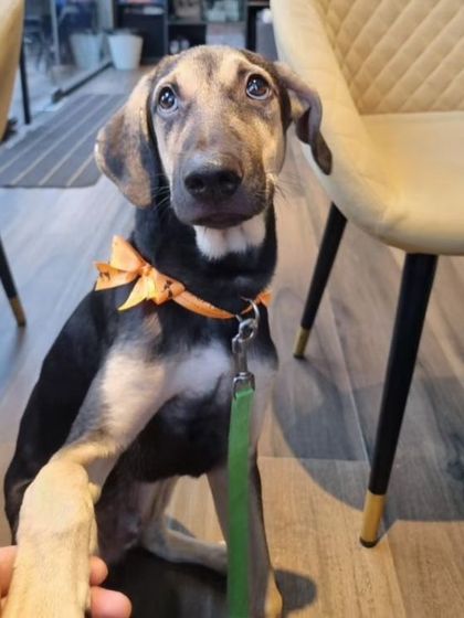 This is Nova, an adorable pupper, offering a paw shake. She is a beautiful dog with soulful eyes, looking for her person.