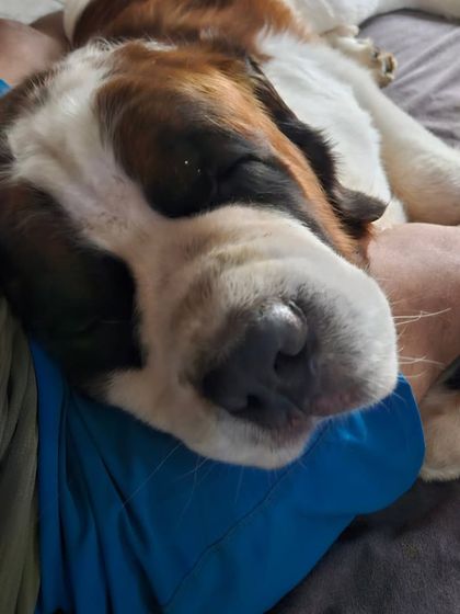 This gentle giant, a Saint Bernard, sleeping on my arm. The trust they show is the biggest reward for me.