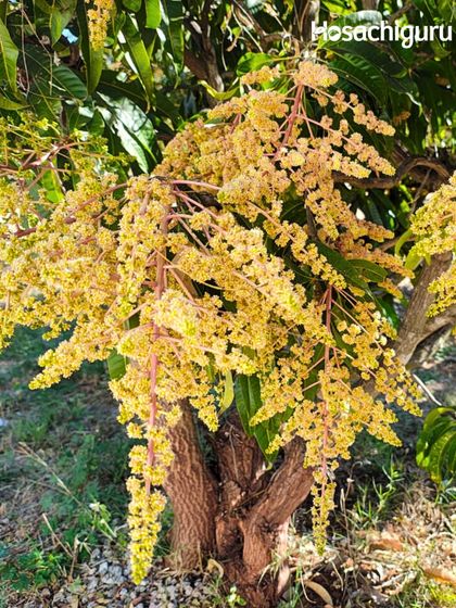 Bloom season is here. The mango trees across our farms are dressing up for summer, their flowers filling the air with a sweet fragrance. This is the beautiful beginning of the mango harvest.