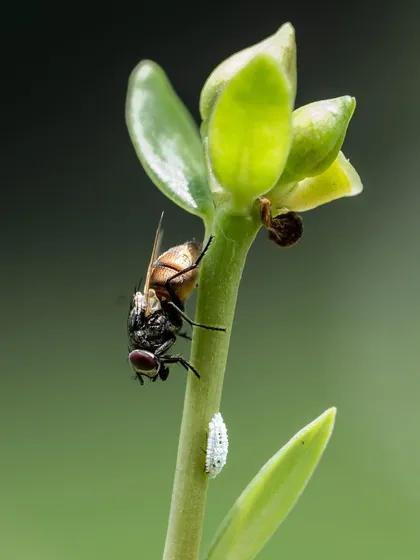 A fly on a green stem, with a tiny white mealybug larva below it. This macro shot captures a small ecosystem on a single plant.
