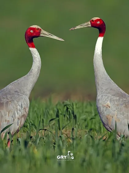 A serene moment between a pair of Sarus Cranes, the world's tallest flying birds. I focus on capturing not just individuals but also their interactions and behaviors, telling a story of their life in the wetlands of India.