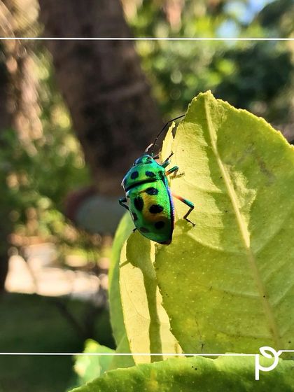 Pollinator-Friendly Gardens photo 4