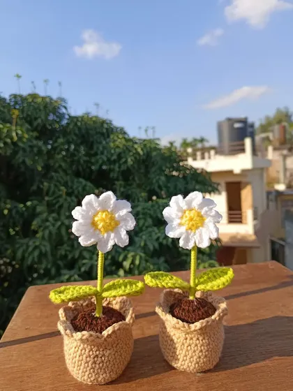 Another shot of the classic potted daisies, showing their clean and timeless design.