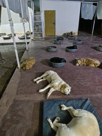 Some dogs prefer to stretch out on the cool floor, while others curl up in their beds. At VOSD, they have the freedom to choose what makes them comfortable. This is their home.