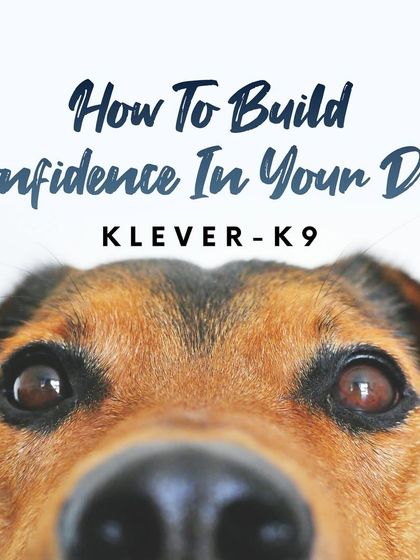 Tulsa Dog Trainer - Private Training & Behavior Modification Expert Advice for Dog Owners photo 7