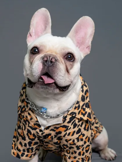 This French Bulldog is serving looks in a stylish leopard print shirt. My studio sessions are all about capturing those unique expressions and personalities that make each pet special.