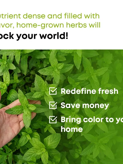 Growing your own herbs is a simple way to have fresh, flavorful ingredients at your fingertips. A small herb garden can save you money, add color to your home, and provide natural remedies and flavors for your food.