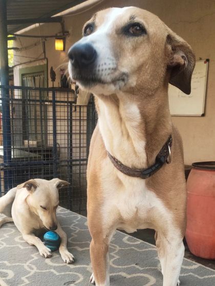 Wagg City - Cage-Free Dog Boarding & Daycare Meet the Pack photo 15