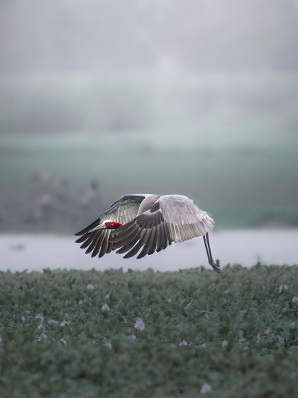 The same low-flying Sarus Crane, but with a cooler, more misty color palette, giving the image a completely different, more somber mood.