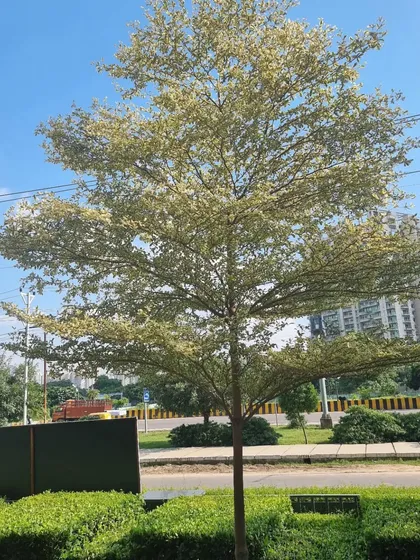 A mature Bucida tree stands as a beautiful focal point in this commercial landscape. My service includes selecting the right tree for the right spot to ensure long-term health and visual appeal.