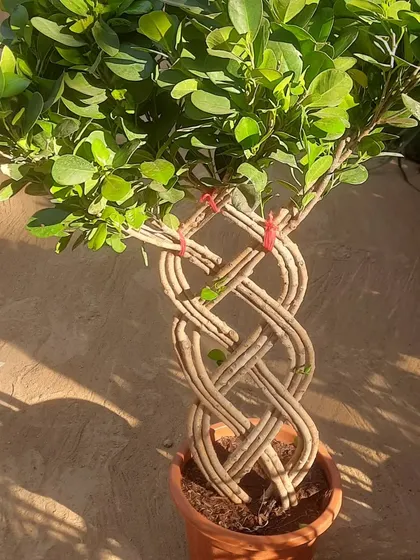 This braided Ficus bonsai is a piece of living art. I specialize in sourcing and shaping unique specimen plants that serve as a stunning focal point for any indoor space.