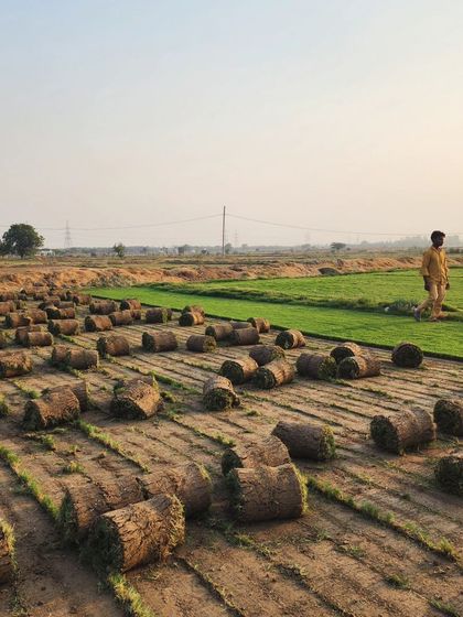 Delhi Gardner - Full-Service Landscaping Premium Lawn & Turf Solutions photo 49