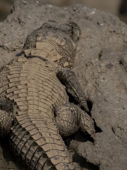 A Mugger Crocodile covered in mud, basking on a rock in the Chambal River.