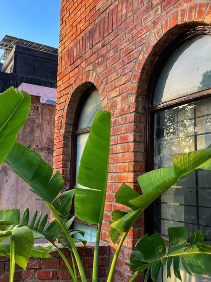 The large, beautiful leaves of a Traveller's Palm glowing in the evening sun. This is a must-have for any tropical garden and adds a dramatic, architectural element to the landscape.