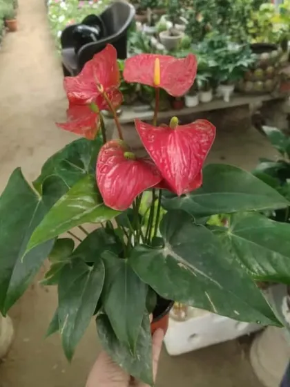 A stunning red Anthurium plant, also known as the Flamingo Flower. Its bright, heart-shaped flowers are actually modified leaves and can last for months.