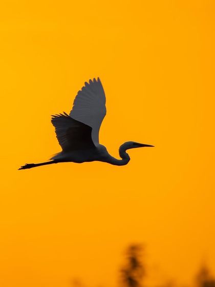 An egret flies across a fiery orange sky during sunset, its white wings creating a beautiful contrast.