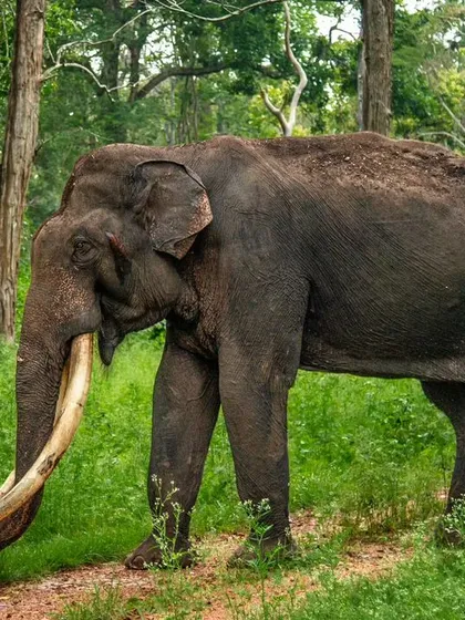 The magnificent tusks of this bull elephant, known as a tusker, are on full display. Photographed in the green forests of Karnataka, this image highlights the grandeur of a mature male.