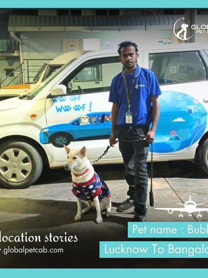 Global Pet Cab - Domestic Pet Relocation Air Travel: Flying Your Pet Safely photo 18