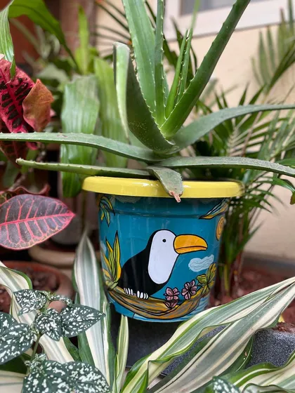 A toucan-themed planter adding a tropical vibe to an aloe vera plant.