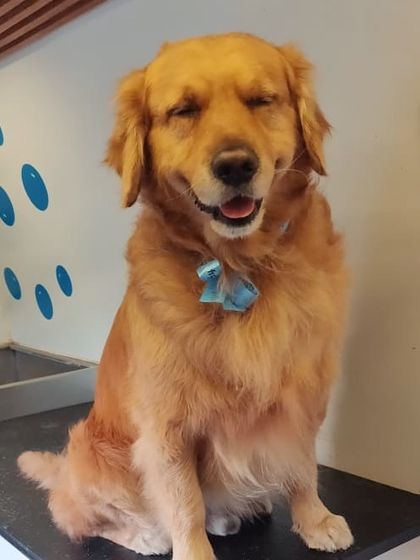 This Golden Retriever is in a state of pure bliss after a relaxing grooming session.