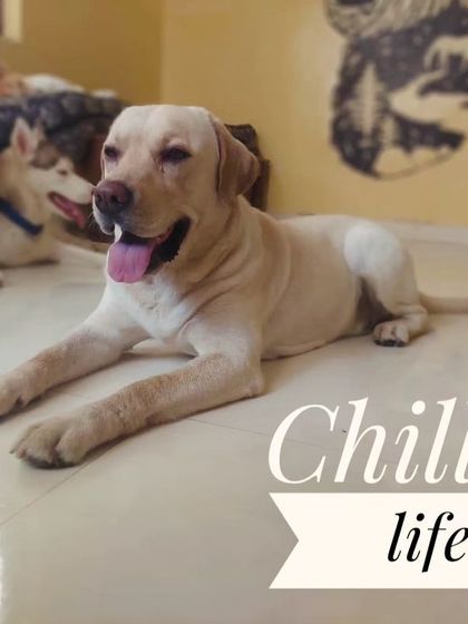 A chilled life is the best life. This Labrador and Husky know how to relax indoors when it gets warm outside.