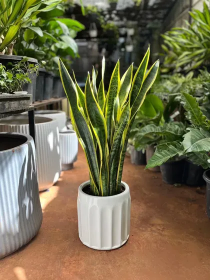 The Snake Plant is everyone's favorite for a reason. It's one of the best air-purifiers, incredibly easy to care for, and its upright, architectural leaves look great in any setting. We have some of the lushest specimens available.