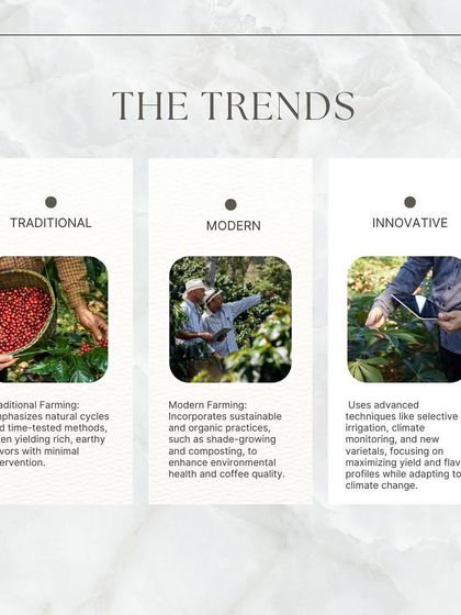 An infographic comparing traditional, modern, and innovative trends in coffee farming, from natural cycles to advanced technology.