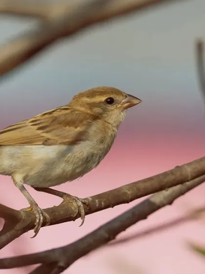 A female House Sparrow perched among branches, with a soft, colorful background. This image shows the softer, more muted beauty of the female of the species.