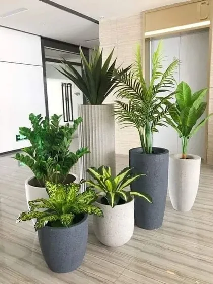 A stylish grouping of various plants in modern grey and white planters. This arrangement demonstrates how to mix different plant shapes, sizes, and textures for a sophisticated look in a lobby or reception area.