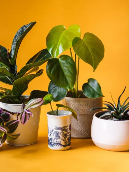 A grouping of some of our most popular small and medium-sized plants. This shows the variety we can provide, from Fiddle Leaf Figs and Monsteras to colorful Tradescantia and succulents.