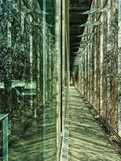 An employee at the ATE Ahmedabad office works behind the protective green screen. The cast aluminum trellis and thunbergia vines filter the harsh sun, creating a soft, diffused light within the workspace.
