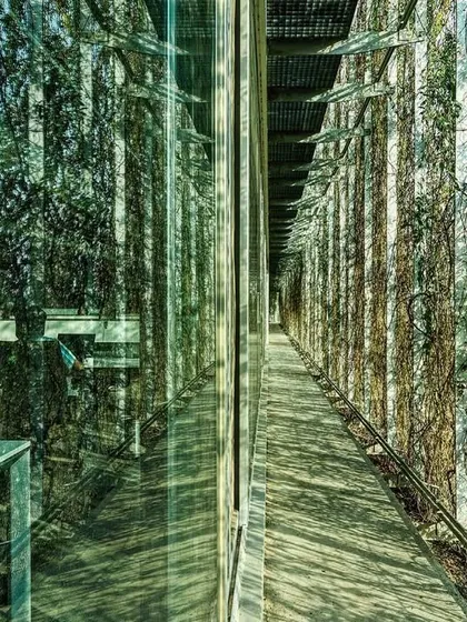 An employee at the ATE Ahmedabad office works behind the protective green screen. The cast aluminum trellis and thunbergia vines filter the harsh sun, creating a soft, diffused light within the workspace.