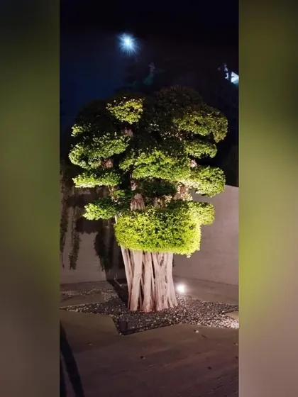 The finished installation at night. Strategic uplighting transforms the specimen tree into a dramatic sculpture, its form and texture highlighted against the dark wall, with the moon overhead.