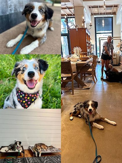 Tulsa Dog Trainer - Immersive Board & Train Programs Board & Train Graduates photo 111