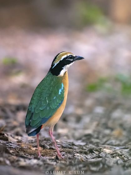 The Indian Pitta, or Navrang, foraging on the forest floor. This shot captures its typical ground-dwelling behaviour and stunning colours.