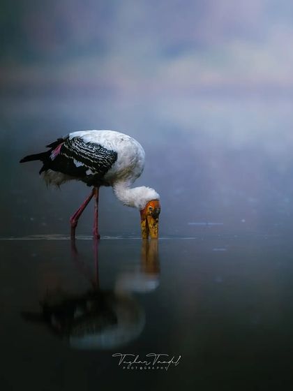 Avian Portraits: The Birds of India photo 17