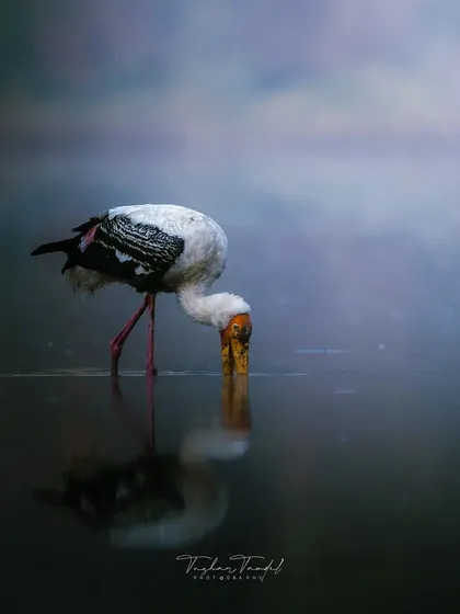 A Painted Stork dips its beak into the water, its reflection perfectly captured in the still surface of the misty lake.