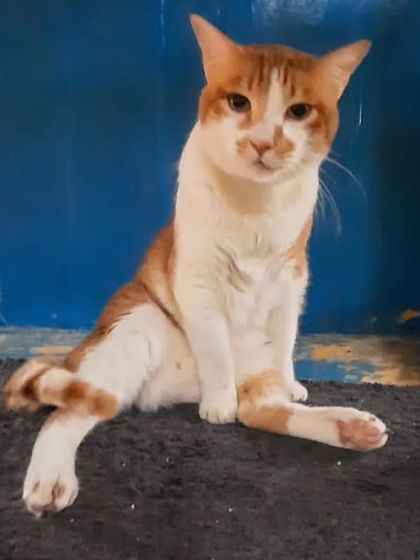 PetStepin - Pet Boarding & Daycare Kitty Kabins: Our Feline-Only Sanctuary photo 10