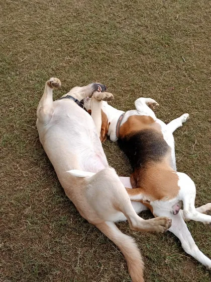 The Monday mood is real. These two buddies, a Labrador and a Beagle, are starting the week with a relaxing cuddle puddle on the grass.