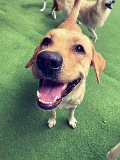 Just look at that smile! This is the kind of pure joy I aim to create for every dog that comes through my doors. Seeing these happy faces is what makes it all worthwhile.