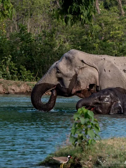 An elephant mother and her calf enjoy a dip in a man-made waterhole in Rajaji National Park, a crucial resource for wildlife during the dry season.